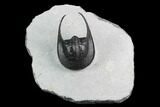 Enrolled Scotoharpes Trilobite - Boudib, Morocco #125096-1